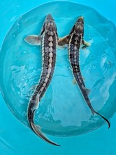 White diamond sturgeon for sale  Phillipsburg