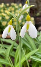 Galanthus snowdrops wendys for sale  RIPON