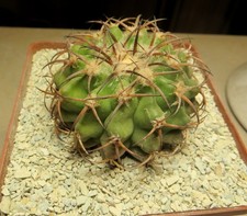 Discocactus magnimammus 324 usato  Spedire a Italy