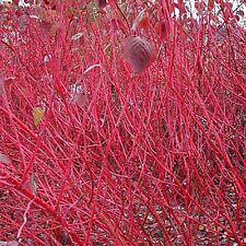 Coral bark dogwood for sale  Elko
