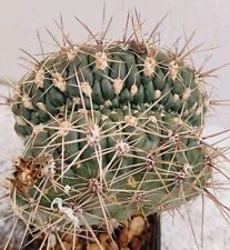 Gymnocalycium mostii cristate usato  Lecce