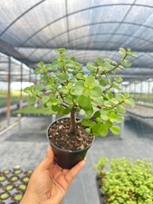 Jade portulacaria bonsai for sale  Homestead