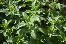 Pfefferminze mentha piperita gebraucht kaufen  Bayreuth