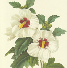 Redoute hibiscus syriacus for sale  Medina