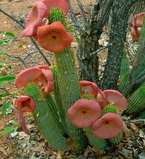 Bushman hat plant for sale  Danielson