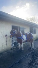 Royal blue cob for sale  SHIPLEY