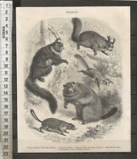G521 gravure pteromys d'occasion  Amiens-