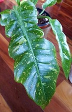 Rare philodendron ring for sale  Glenmoore