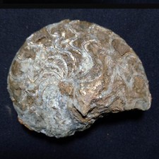 Tornoceras uniangulare fossile usato  Italia