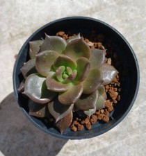 Echeveria black prince usato  Urbisaglia