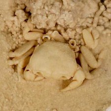 Caranguejo de água doce fóssil Potaman Sp 2,4" na bacia de travertino Denizli sudoeste comprar usado  Enviando para Brazil