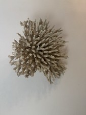 Coral rock ocean for sale  Goodyear