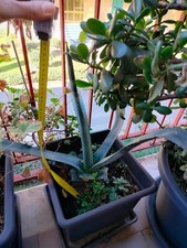 Agave americana 40cm usato  San Giorgio a Cremano