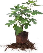 Perfect plants chicago for sale  Pennsauken