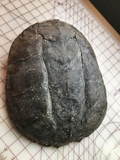 Common snapping turtle for sale  Lafayette