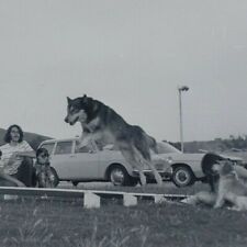alaskan puppies malamute for sale alaskan puppies malamute for sale Portland