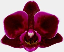 Phalaenopsis fiamma nera usato  Spedire a Italy