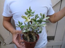 Variegated crassula ovata for sale  Garden Grove