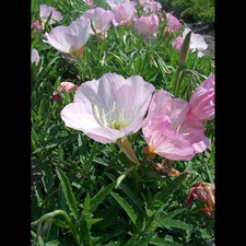 Enothera speciosa siskiyou gebraucht kaufen  Deutschland