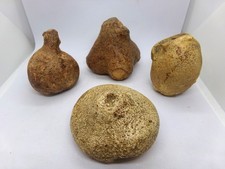 Imposantes éponges fossiles d'occasion  Bruay-sur-l'Escaut