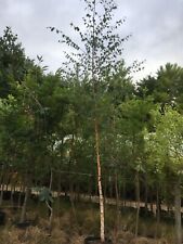 Silver birch betula for sale Silver birch betula for sale  SPALDING