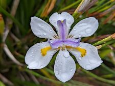 Dietes grandiflora 1 d'occasion  La Baule-Escoublac