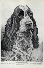 English cocker spaniel for sale  Tampa