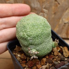 Pseudolithos migiurtinus vase for sale  Shipping to United Kingdom