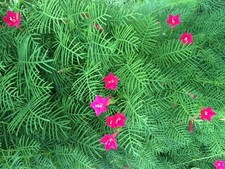 100 seeds red for sale  Tupelo