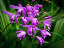 Bletilla bulbi detta usato  Vo