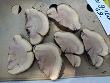 Baumscheibe flieder halbe gebraucht kaufen  Sehmatal