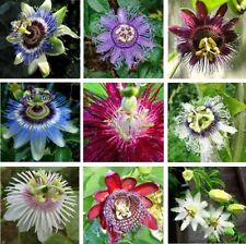 passion flower for sale  MARCH