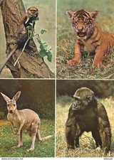 Animaux - Miejski Ogrod Zoologiczny we Wroclawiu - Multivues - Zoo - Tigre - Sin na sprzedaż  Wysyłka do Poland