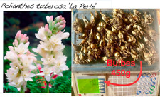 Tubéreuses perle 450 d'occasion  Anduze