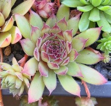 Sempervivum titania gebraucht kaufen  Radolfzell am Bodensee