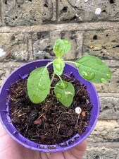 basil plant for sale  LONDON