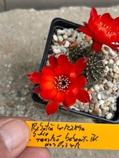 Rebutia sulcorebutia rauschii usato  Spedire a Italy