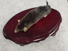 Taxidermie taupe d'occasion  Pontoise
