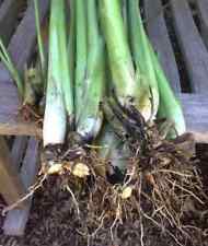 Live lemongrass stalks for sale  Marietta