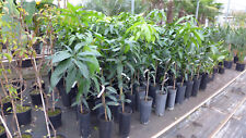 Mangobaum mangifera indica gebraucht kaufen  Düsseldorf