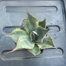 Agave parrasana fireball for sale Agave parrasana fireball for sale  BOURNEMOUTH