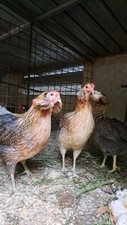 Uova fertili feconde usato  Librizzi