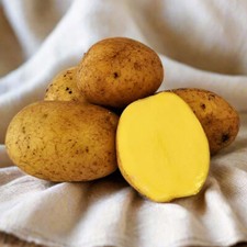 German butterball seed for sale  Pittsburgh