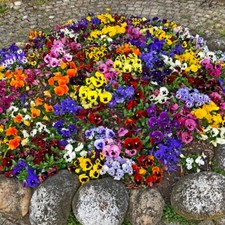 Pansy plugs flowering for sale  IPSWICH