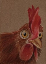 Curious rooster aceo for sale  Jonesborough