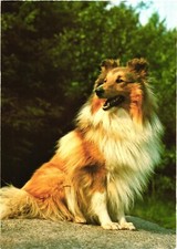 Cartão postal de cachorro Rough Collie Sheltie comprar usado  Enviando para Brazil