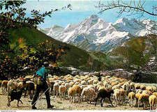 Animaux moutons transhumance d'occasion  Fruges