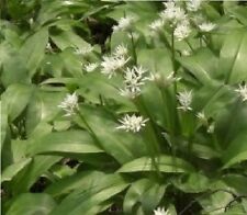 British wild flower for sale  WREXHAM
