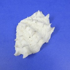 Tridacna squamosa half for sale  Bremerton