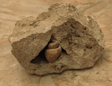 Fossile pietra della usato Fossile pietra della usato  Codigoro